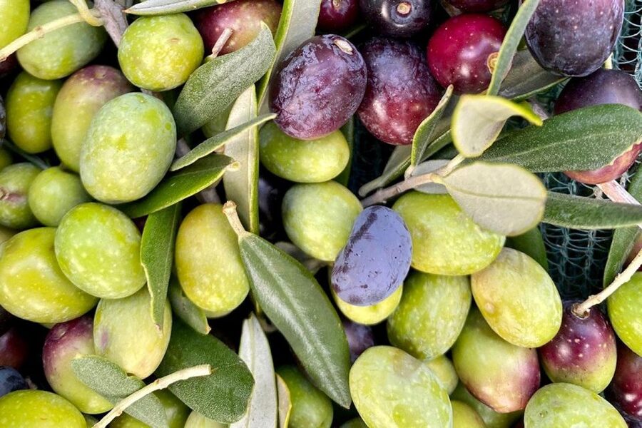 Seggiano: Typical Tuscan Farm Tour with Olive Oil Tasting - What $53 buys you