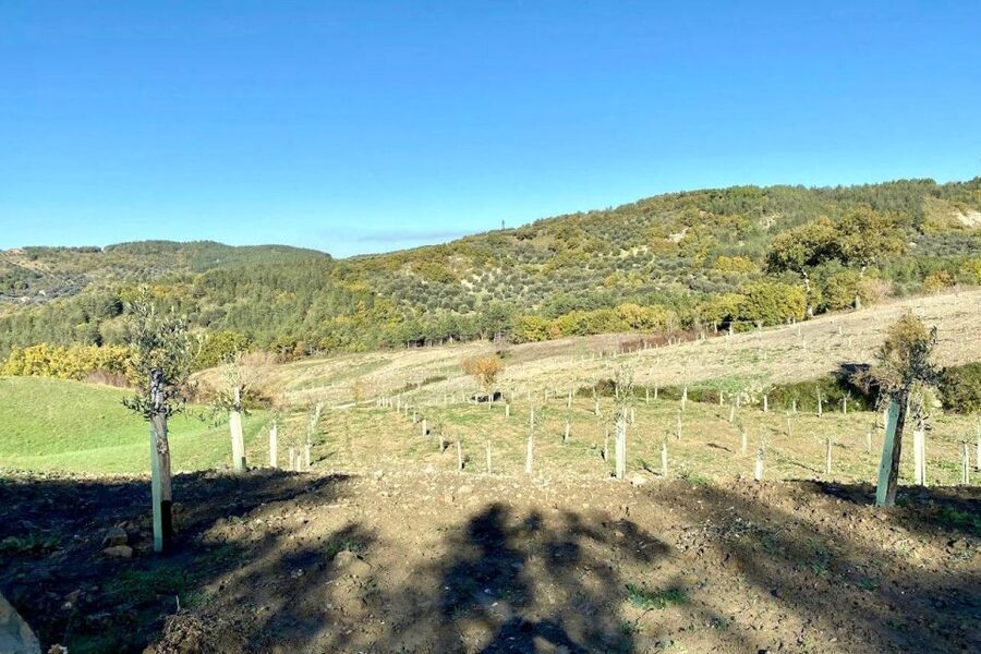 Seggiano: Typical Tuscan Farm Tour with Olive Oil Tasting - Booking, language, and timing details