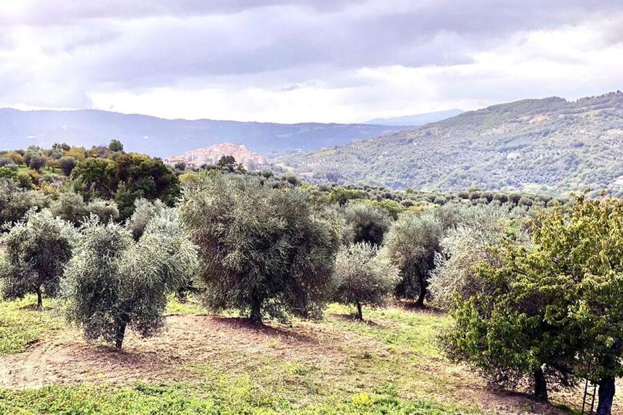 Seggiano: Typical Tuscan Farm Tour with Olive Oil Tasting - Beginning in the olive grove