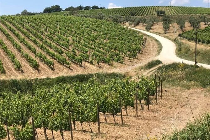Small group Chianti-side wine tour with Mercedes V class Van - The lunch question deserves clear planning