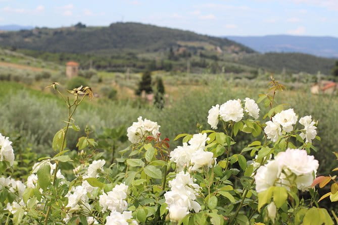 SMALL GROUP Chianti Tradition wine tour (max 8 pp) - From Florence to the Chianti Classico hills