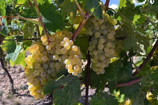 Small-Group Vernaccia di San Gimignano Wine Tour - White and Red Wines - What the small group changes