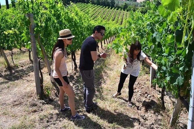 Small-Group Vernaccia di San Gimignano Wine Tour - White and Red Wines - San Michele a Torri and the Chianti reds