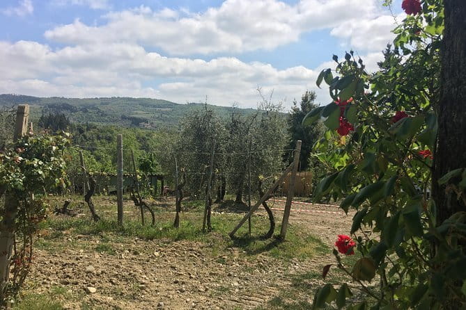 Sunset VIP Chianti wine tour - Why the 4 p.m. departure works