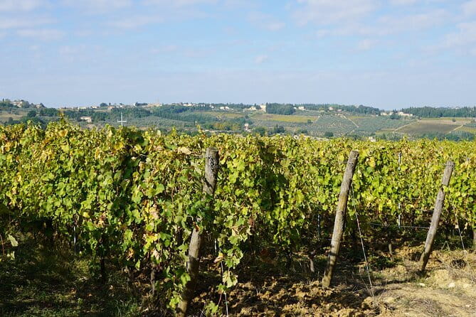 Super Chianti 2 wineries & meat feast @ Dario Cecchini—max 8 pp - Meeting Grape Tours in Florence