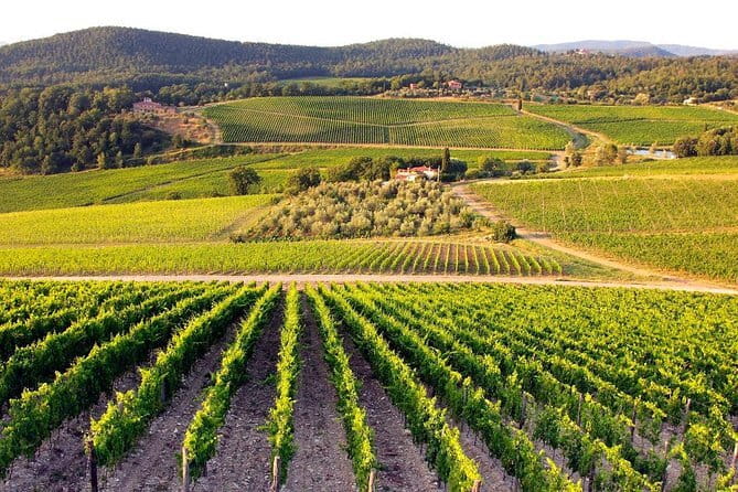 The Complete Wine Tour Brunello, Nobile, Chianti wine experience - Montalcino and the world of Brunello
