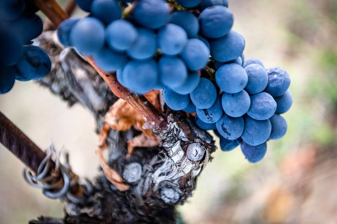 Tour and Tasting at an Organic Winery in the Heart of Chianti Classico Area - Getting to Fattoria di Montemaggio