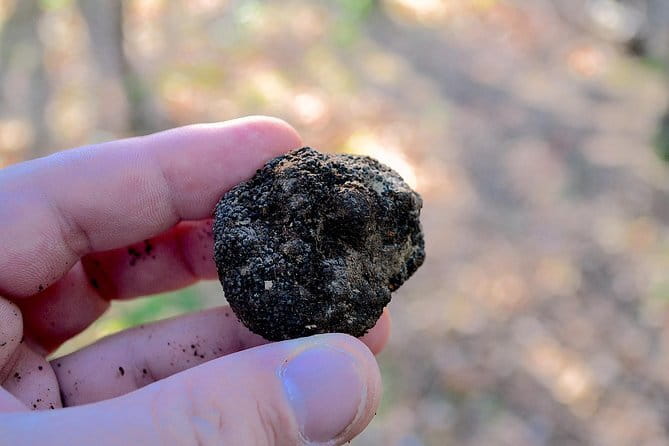 Truffle Hunting Experience with Lunch in San Miniato - Fattoria Collebrunacchi and the family welcome