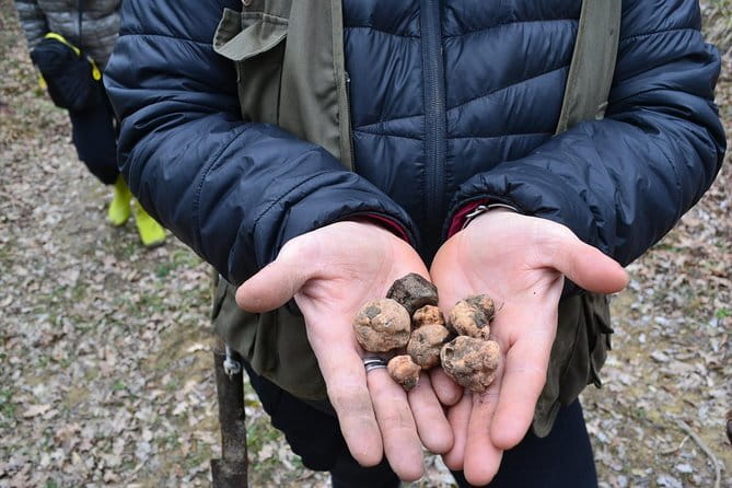 Truffle Hunting Experience with Lunch in San Miniato - Dates, weather, and booking details