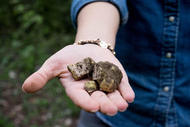 Truffle hunting + gourmet tasting (transfer included) - Leaving Florence for Borgo San Lorenzo