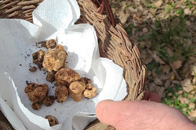 Truffle Hunting in Chianti, pasta class and lunch - What makes this four-hour farm visit special