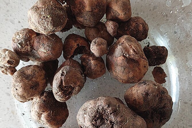 Truffle Hunting in Chianti, pasta class and lunch - Following Tabu into the Chianti woods