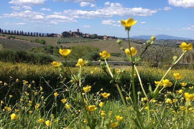 Tuscany Bike Tours Through the Chianti Hills with Wine Tasting - How the price stacks up at $145.12