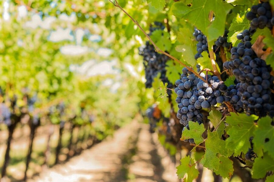 Tuscany: Chianti Wine Paradise Tour - Key points to know before booking