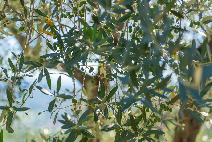 Tuscany: Leonardo da Vinci – Oil and Wine Discovery Tour - Olive oil tasting with a local focus