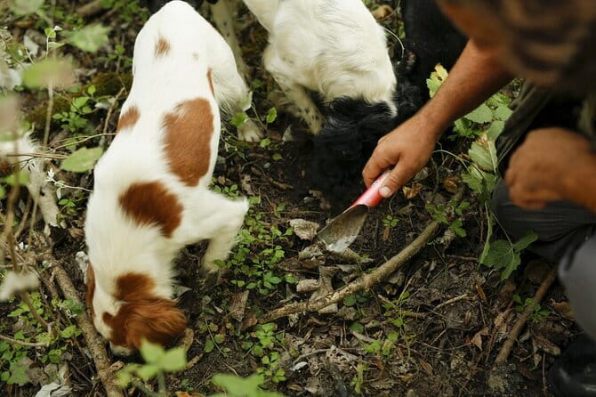 Tuscany Truffle Hunt: A Culinary Adventure - Who will enjoy this day most?