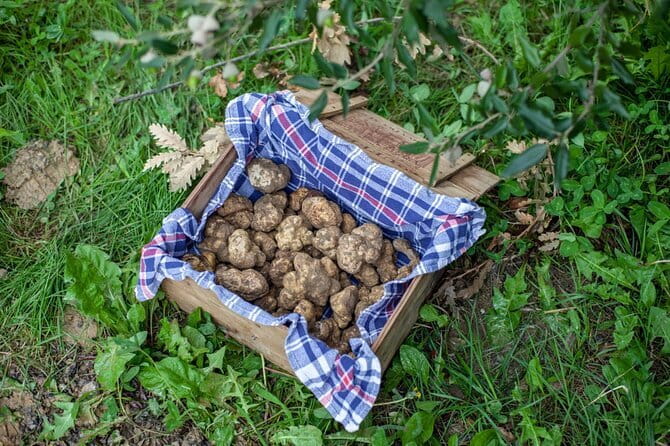 Tuscany Truffle Hunt: A Culinary Adventure - What makes the small group worth paying for