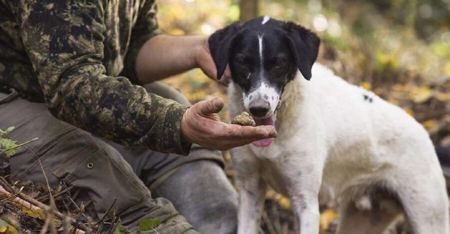 Tuscany: Truffle Hunting and Meal at a Winery - Following Spirlo through the oak woods
