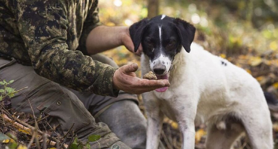 Tuscany: Truffle Hunting and Meal at a Winery - What the black and white truffle lesson adds