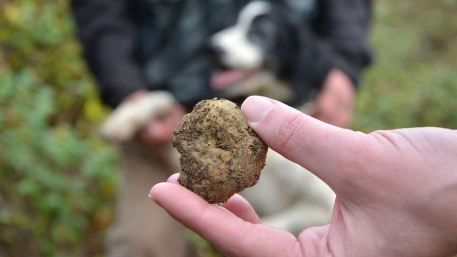 Tuscany: Truffle Hunting and Meal at a Winery - Who will enjoy this day most