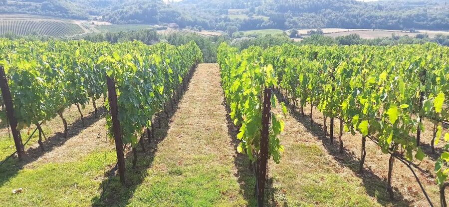 Visit Siena and San Gimignano with lunch at a family farm - Key points to know before booking