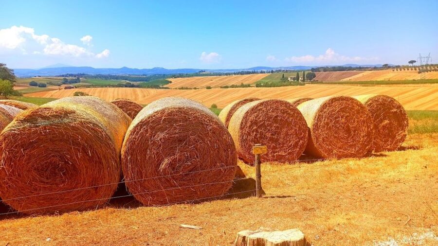 Visit Siena and San Gimignano with lunch at a family farm - Florence pickup in a private minivan