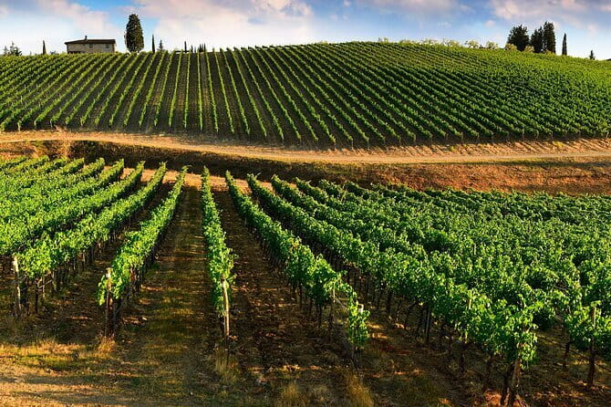 Wine tasting in TWO family wineries around Florence - San Donato in Poggio and its 1400s villa